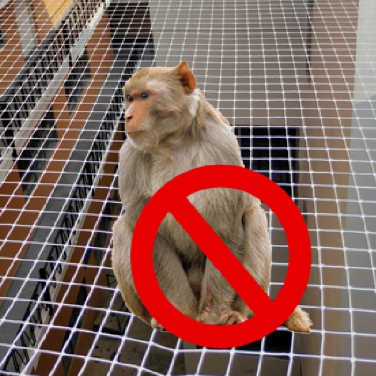 MONKEY-SAFETY-NETS new